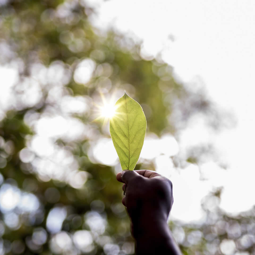 Leograf obtém certificação ISO 14001 ao reforçar compromisso com a sustentabilidade